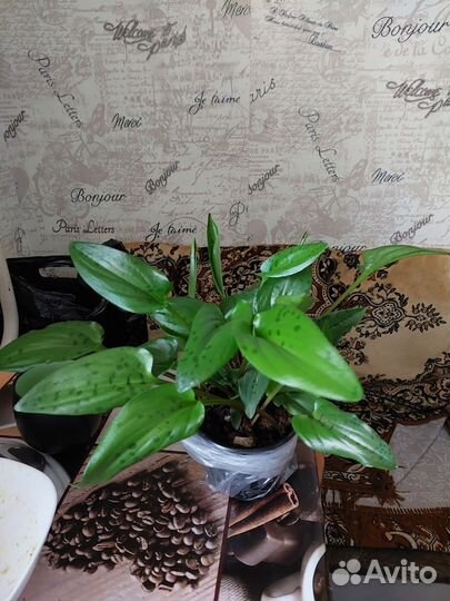 Комнатные цветы