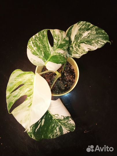 Эпипремнумы (сциндапсусы) разные