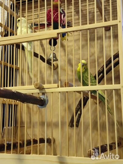 Два волнистых попугая с клеткой, самцы