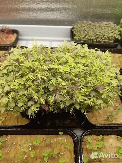 Продажа свежей зелени