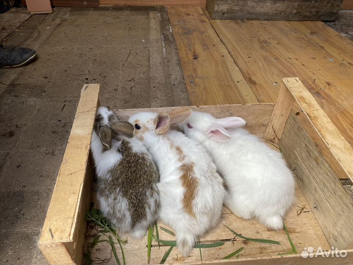 Кролики 1-2мес