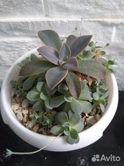 Композиции из суккулентов