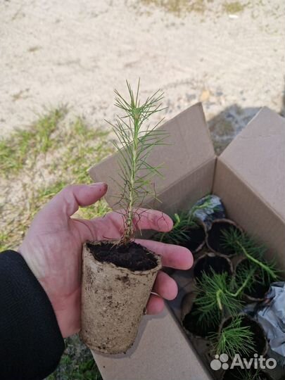 Сеянцы ели зкс оптом