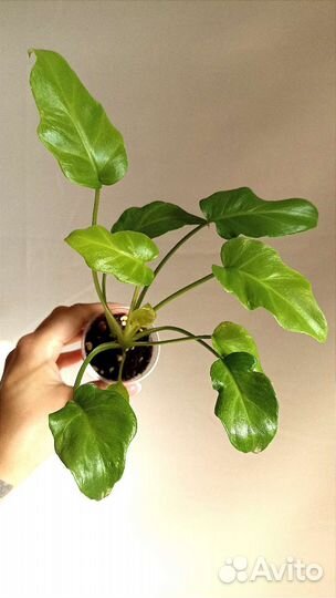 Филодендрон Ксанаду Дварф Вариегатный