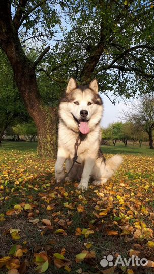 Аляскинский маламут
