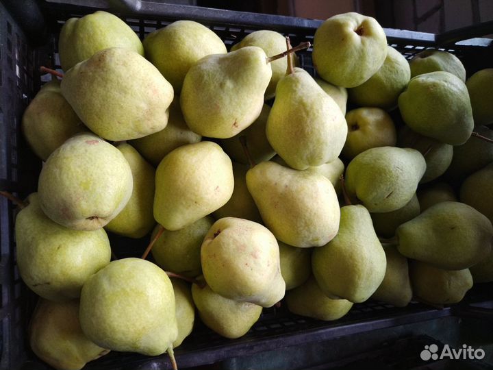 Груша