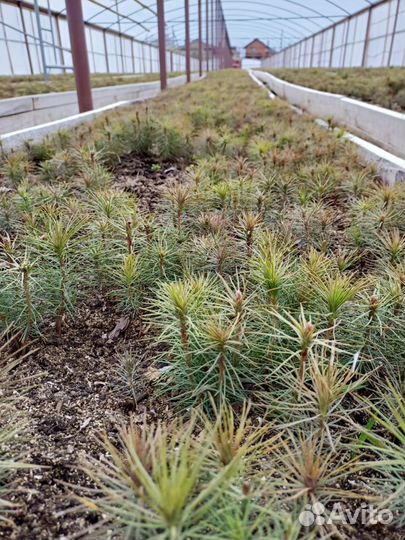 Cеянцы Сосны и Ели обыкновенной