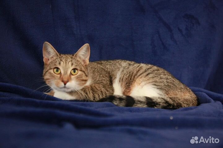 Молодая кошечка Элена