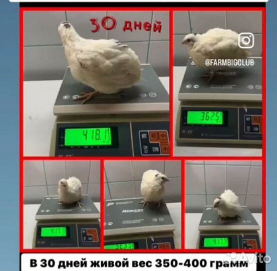 Перепелка. яйцо инкубационное Перепелиное