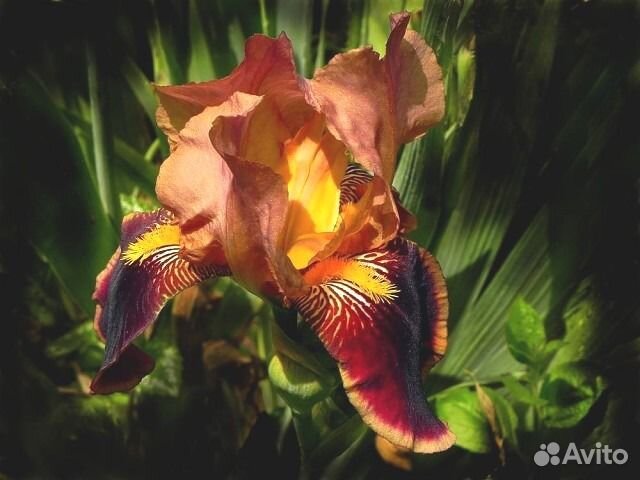 Ирисы бородатые разных сортов