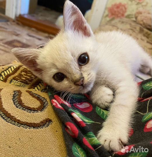 Котёнок девочка в добрые руки