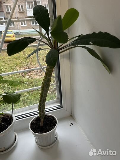 Молочай трехгранный безигольчатый