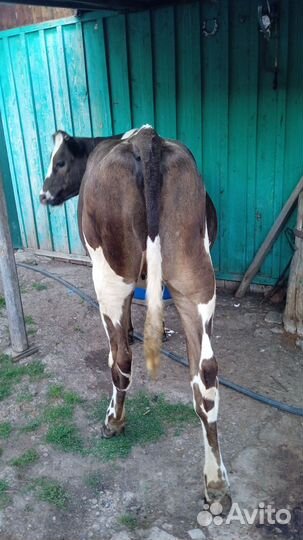 Корова, теленок и нетель