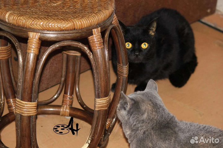 Ищем дом коту Таису