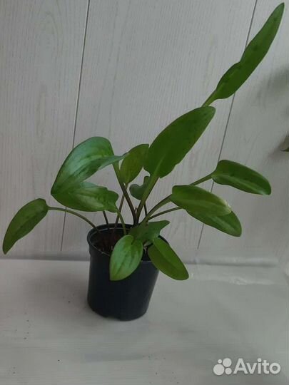 Дримиопсис