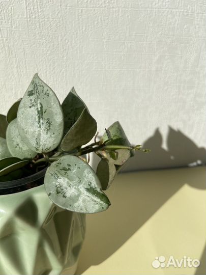 Хойя лакуноза эскимо сильвер