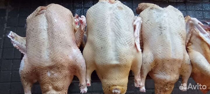 Свежие распотрашенные домашние утки