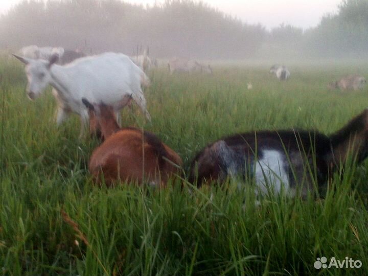 Молоко козье и коровье