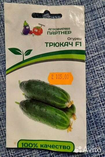 Рассада огурцов