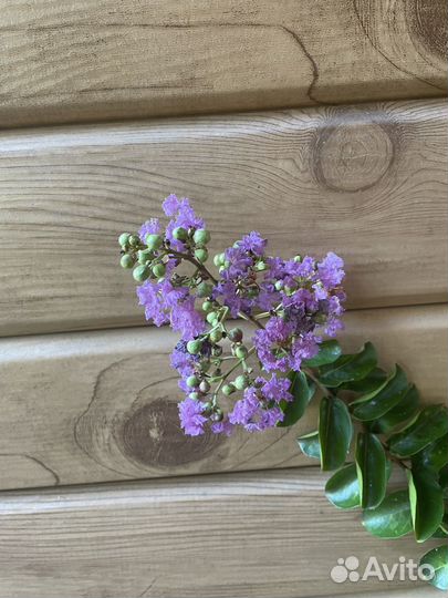 Растения для сада. Лагерстремия