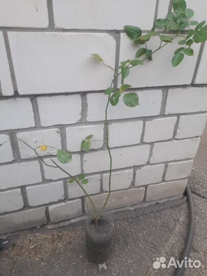 Роза парковая