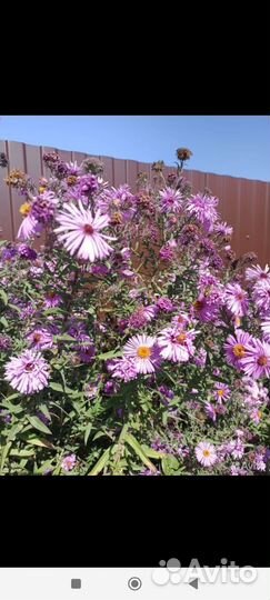 Садовые цветы