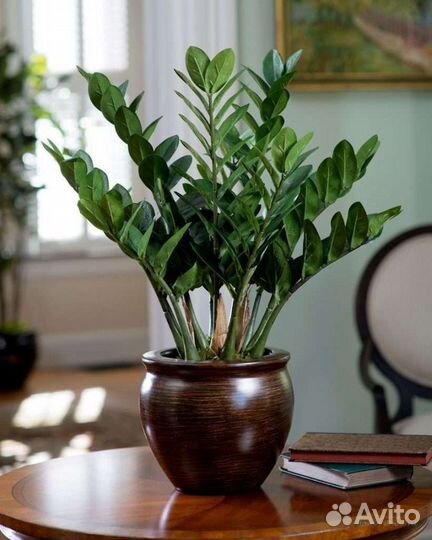 Замиокулькас