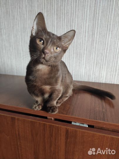 Котенок Манчкин