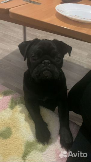 Вязка мопс девочка