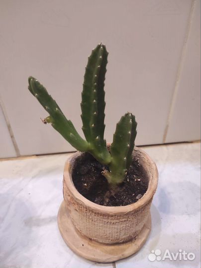 Суккулент, стапелия, бегония, молочай