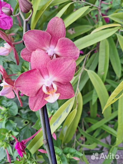 Сортовая орхидеия фаленопсис - 5