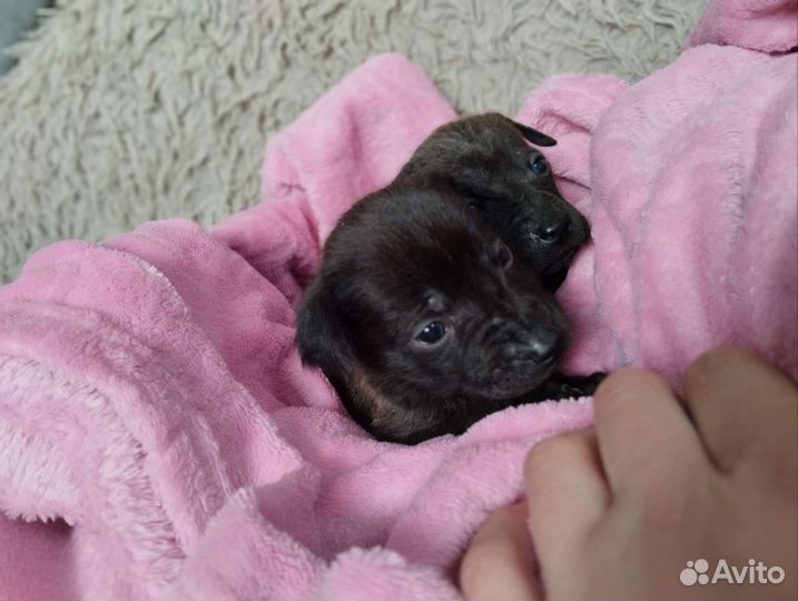Щенки шоколадного лабрадора