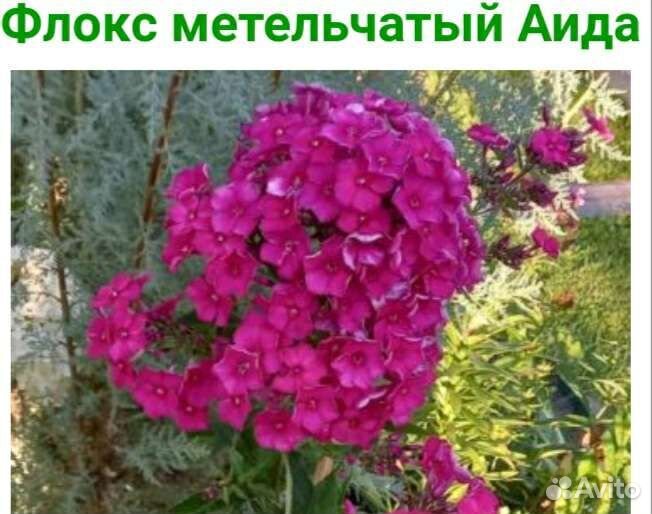 Флоксы метельчатые, растопыренные, шиловидные