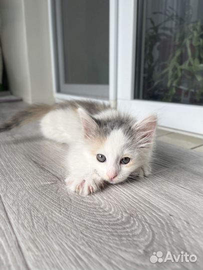 Котенок