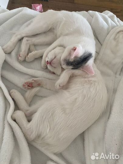 Белый котенок