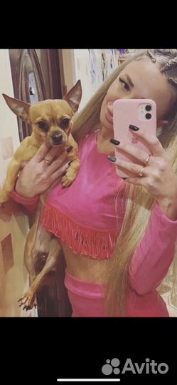 Собака для вязки