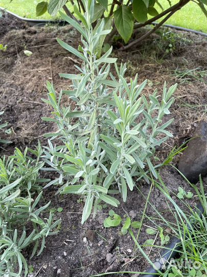 Лаванда зимостойкая