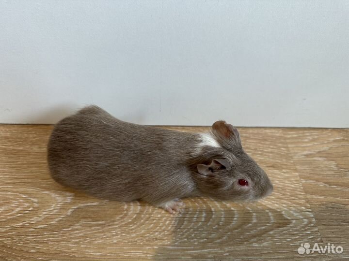 Морские свинки бесплатно