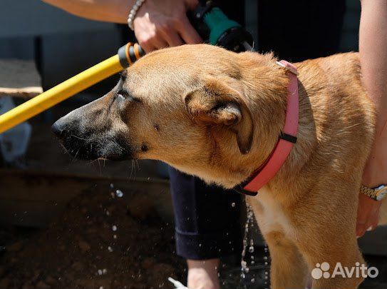 Собака в добрые руки