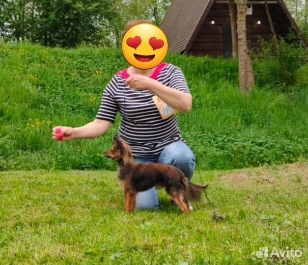 Русский Той-терьер