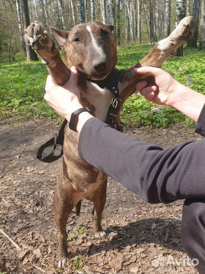 Передержка домашних животных