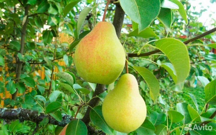 Саженцы Груши в наличии