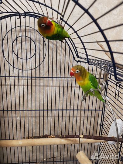 Неразлучники Фишер пара