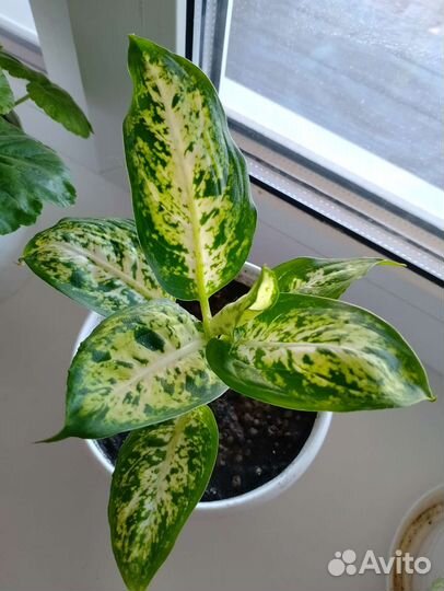 Диффенбахия