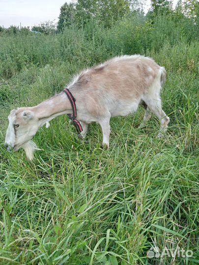 Продаю всех