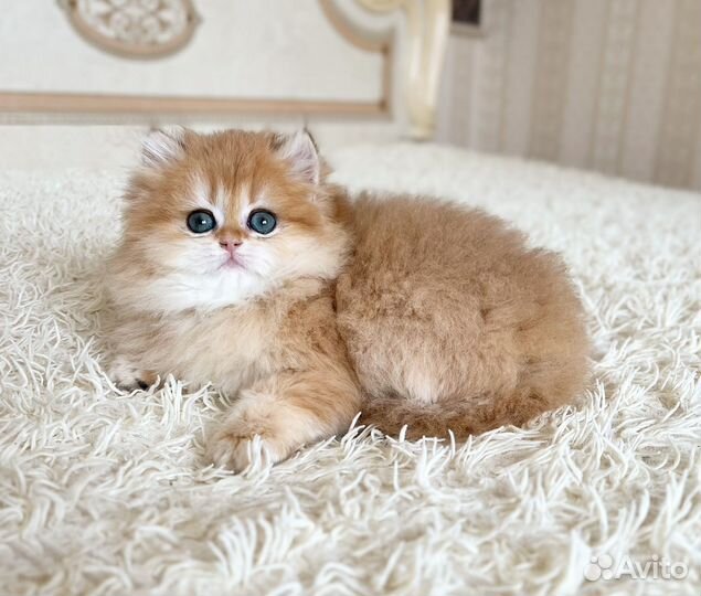 Золотая шиншилла мальчик Dean