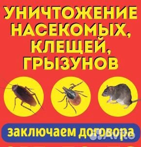 Уничтожение тараканов,клопов уничтожение насекомых
