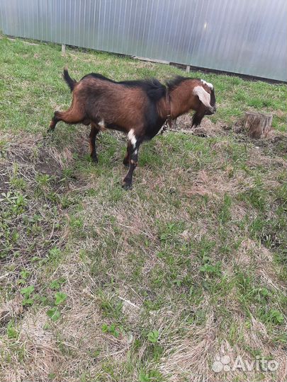 Козел нубийский