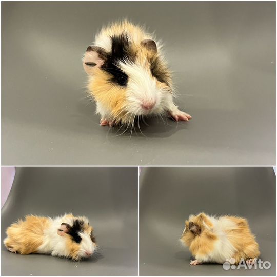 Морские свинки розетки