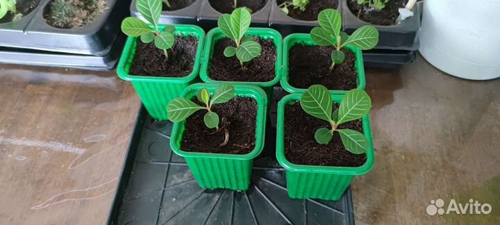 Отводки от пальмы